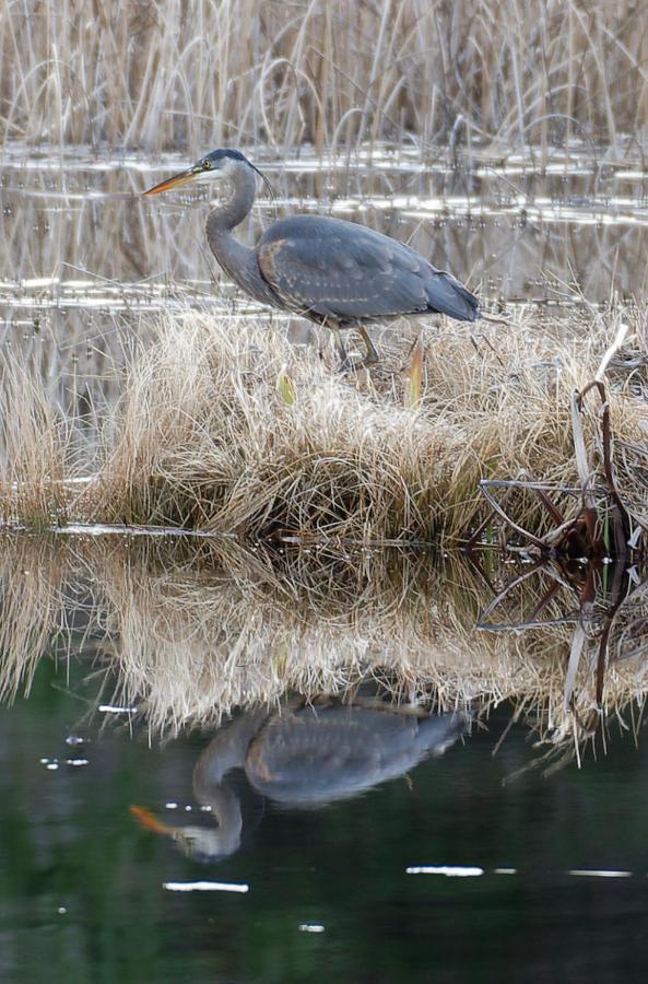 Otter's Pond